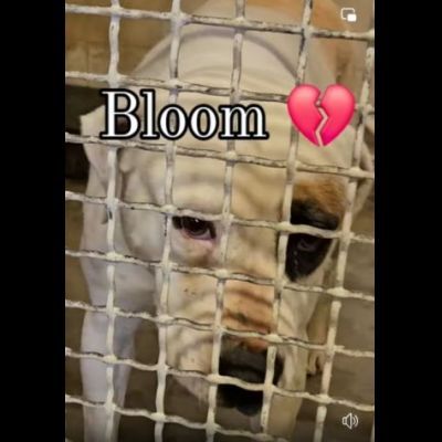 BLOOM AFFETTUOSA CAGNOLONA IN ADOZIONE - Foto 5