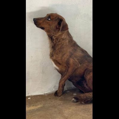 HOLLANDE, SPAVENTATA DAL CANILE CAGNOLINA IN ADOZIONE - Foto 4