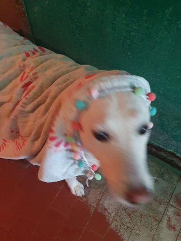 OFELIA, cagnolina composta, raffinata e sensibile - Foto 6