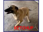 KETCHUP  sui 4 anni! Gioioso, socievole e coccolone