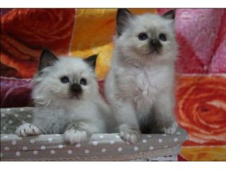 Amore x il gatto BIRMANO