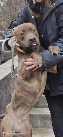 Pitbull 5/6anni tigrato equilibrato dalla cantina al canile! PARMA - Foto 3