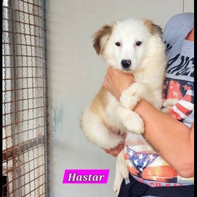 VERONIQUE UN VERO TESORO CAGNOLINA IN ADOZIONE - Foto 6