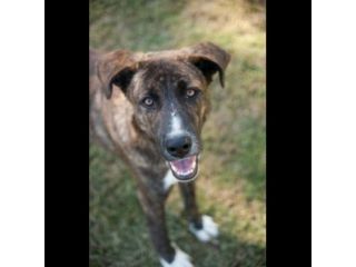 LA DOLCEZZA DI GIULIO, CANE IN ADOZIONE