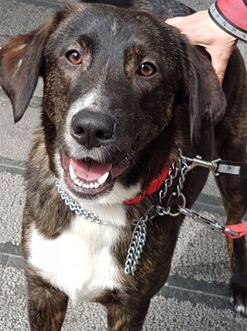 ARGO, splendido cucciolone - Foto 2