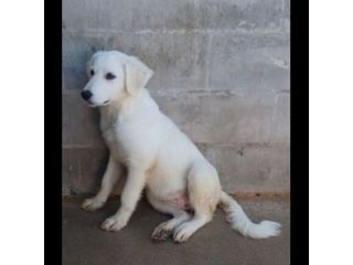 SMILLA GIOVANE CAGNOLINA IN ADOZIONE