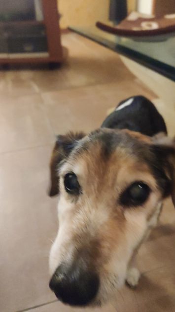 DOG SITTER PET SITTER ROMA - Foto 2