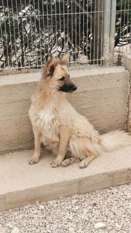 Ennio 4anni il suo amico di box adottato,rimasto solo.BARI - Foto 4