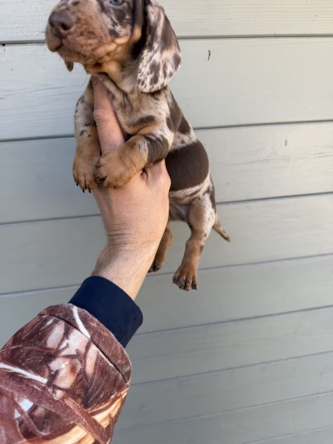 Cuccioli di Bassotto Arlecchino