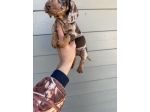 Cuccioli di Bassotto Arlecchino