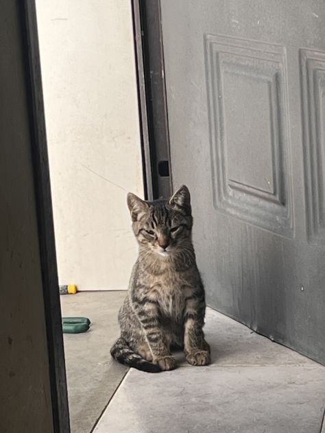 Gattini in Regalo - Foto 3