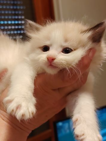 Vendesi gatti Siberiani cuccioli - Foto 3