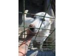 LUCA 7 ANNI SIMIL PASTORE SVIZZERO