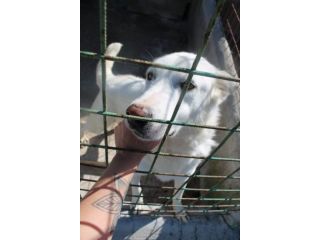 LUCA 7 ANNI SIMIL PASTORE SVIZZERO