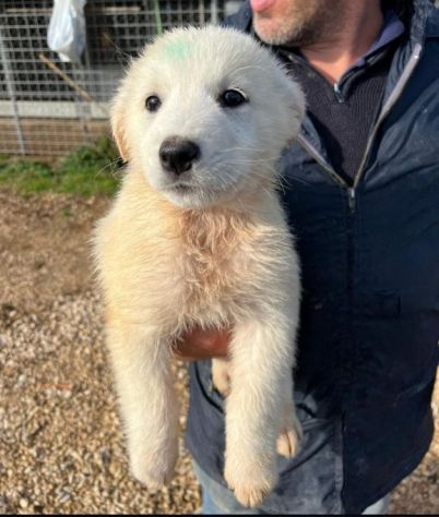 MIRKO DELIZIOSO CUCCIOLO IN ADOZIONE