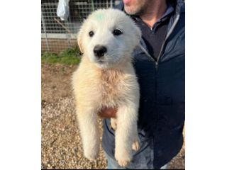 MIRKO DELIZIOSO CUCCIOLO IN ADOZIONE
