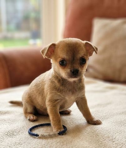 Cuccioli di chihuahua Toy