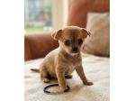 Cuccioli di chihuahua Toy