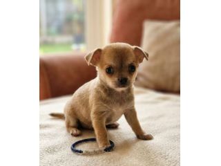 Cuccioli di chihuahua Toy