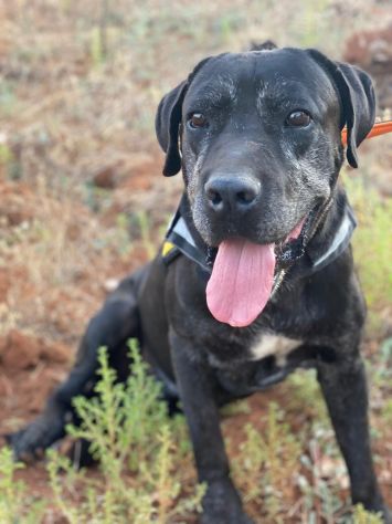 Geppetto il cane buonissimo - Foto 4