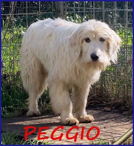 PEGGIO giovane tg media - timoroso - Foto 2
