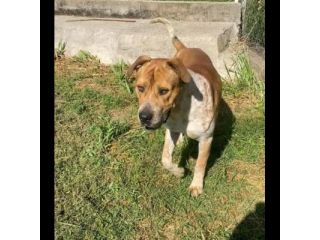 CASPER ALLERGRO E SOCIEVOLE; CANE IN ADOZIONE