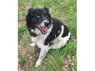 Cosmo 3 anni mix border collie