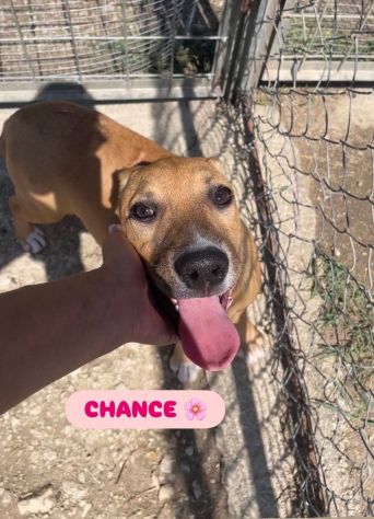 CHANCE E BONHEURE CUCCIOLI IN ADOZIONE - Foto 2