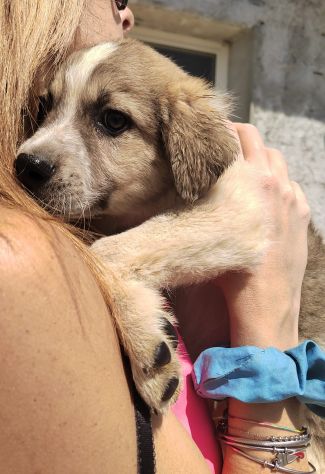 MELO CUCCIOLO 2 MESI - Foto 4