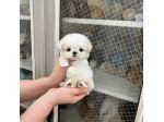 maltese toy