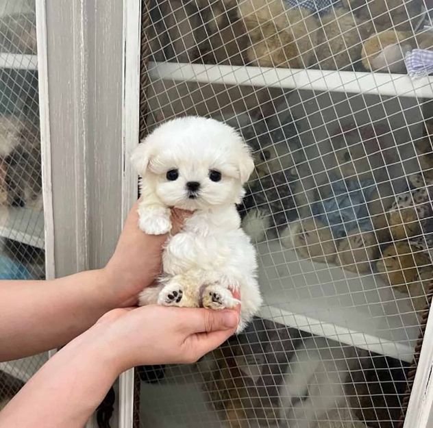 maltese toy