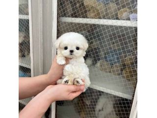 maltese toy
