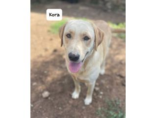 Kora simil labrador