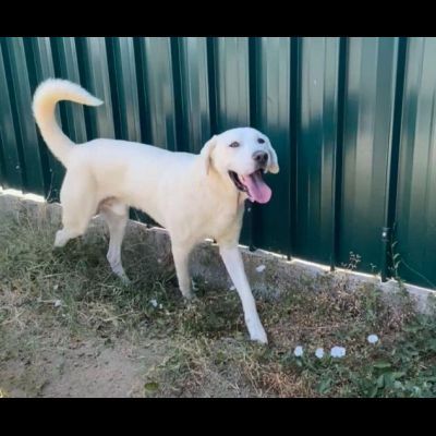 HOTSPOT GIOIOSO AFFETTUOSO SOCIEVOLE, CAGNOLINO IN ADOZIONE - Foto 2