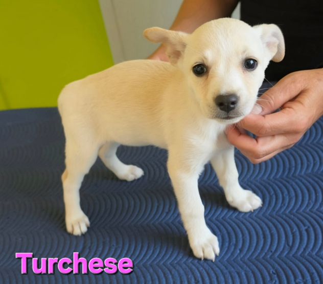 TURCHESE, cucciola mix volpino breton - Foto 6