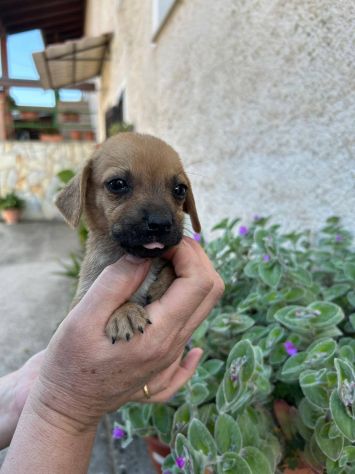 Ercole cucciolo di taglia piccola - Foto 3