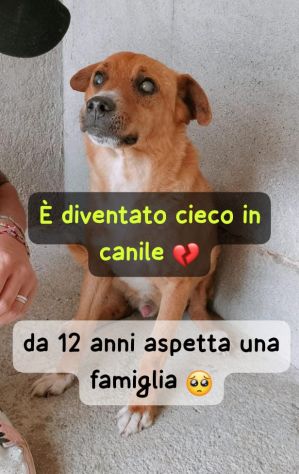 ENZO 12 ANNI 15/16 KG CIRCA CIECO IN CANILE