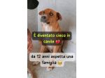 ENZO 12 ANNI 15/16 KG CIRCA CIECO IN CANILE