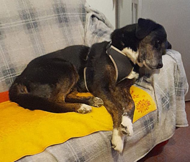 Loky 13ANNI A FINE GIUGNO FINISCE IN CANILE! MILANO SOS MIRACOLO - Foto 2