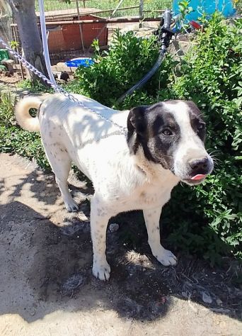 Speedy un cucciolone da sogno non ha ancora trovato casa - Foto 8