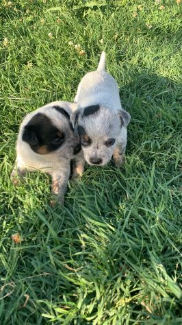 Splendidi cuccioli Australian Cattle Dog - Foto 6