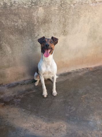 JACK - simil jack russell di 1 anno