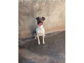 JACK - simil jack russell di 1 anno