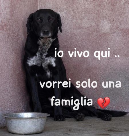 BLACKY 3 ANNI taglia media - Foto 2
