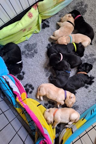 Cuccioli di Labrador Retriever - Foto 10