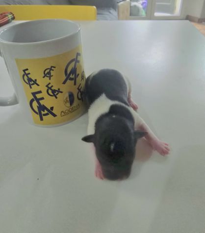 CUCCIOLI CHIPIN - Foto 2