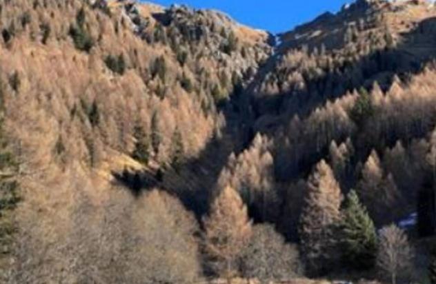 Immobile in asta di 17391 m² in vendita a Scurelle - Foto 5