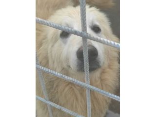 CANE DA ADOTTARE