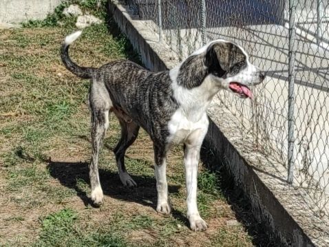 CANE IN ADOZIONE: MAX - Foto 5