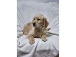 Cuccioli di Golden Retriever